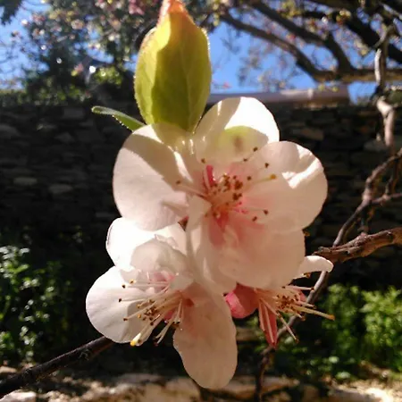 The Almond Tree House * Korissia (Kea)